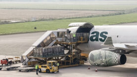 111 Flughafen Kühe