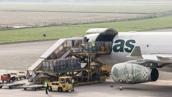 111 Flughafen Kühe