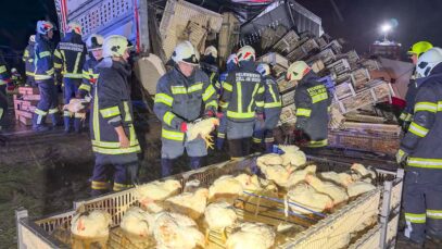111 Hühner Straßengraben