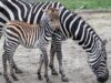 111 Zebra Baby