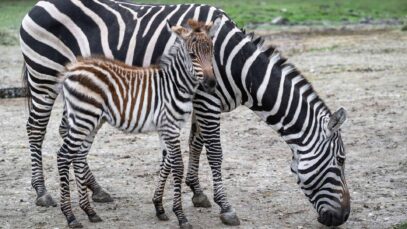 111 Zebra Baby