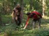 Klimafitter Wald